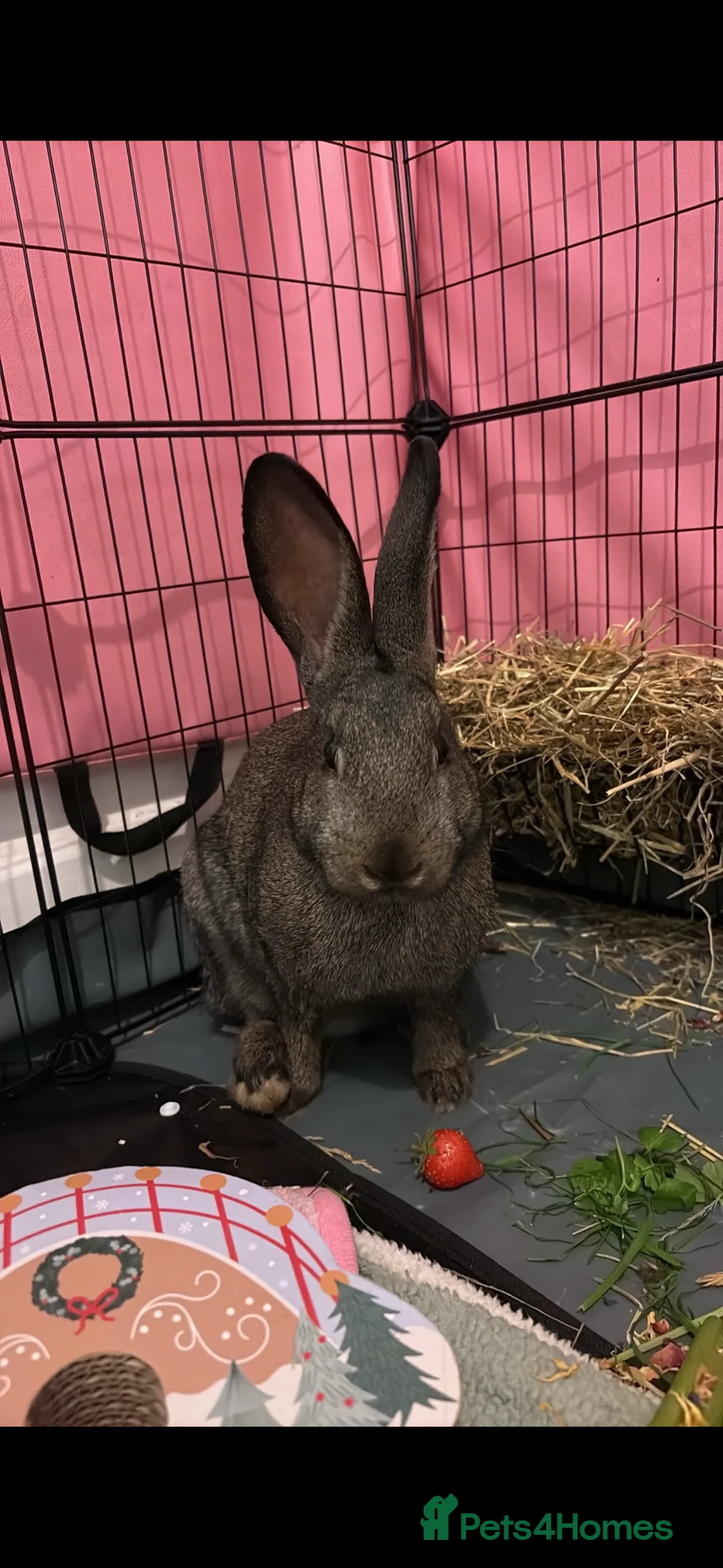 Mixed Breed rabbits for sale: Willow - rabbit  - Advert 1