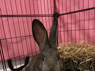 Mixed Breed rabbits Willow - rabbit - Advert 6