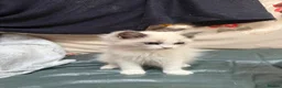 Ragdoll cats for sale: 2 left beautiful ragdoll male kittens - Advert 6
