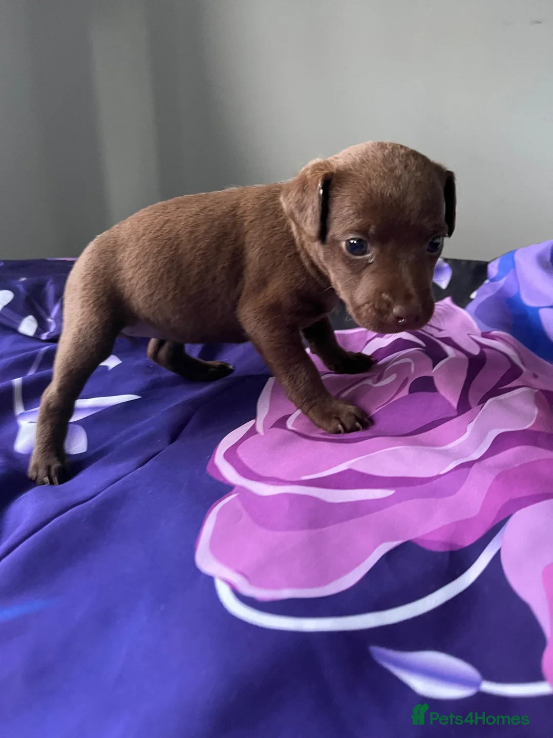 Patterdale Terrier dogs for sale: Patterdale terrier pups  - Advert 30