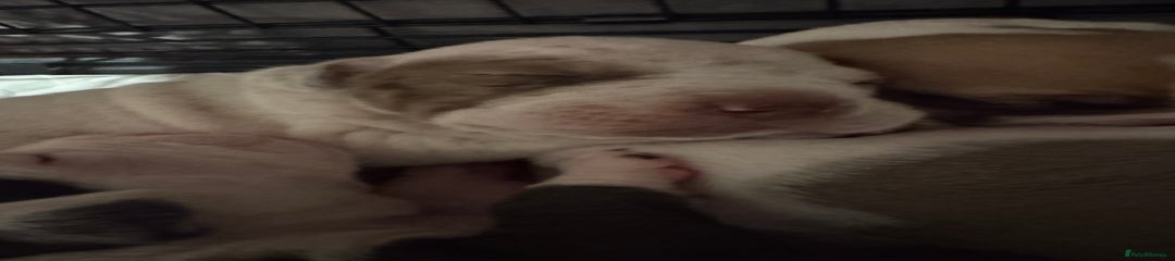 Puppy 1