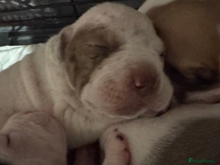 Mixed Breed dogs - Advert 31