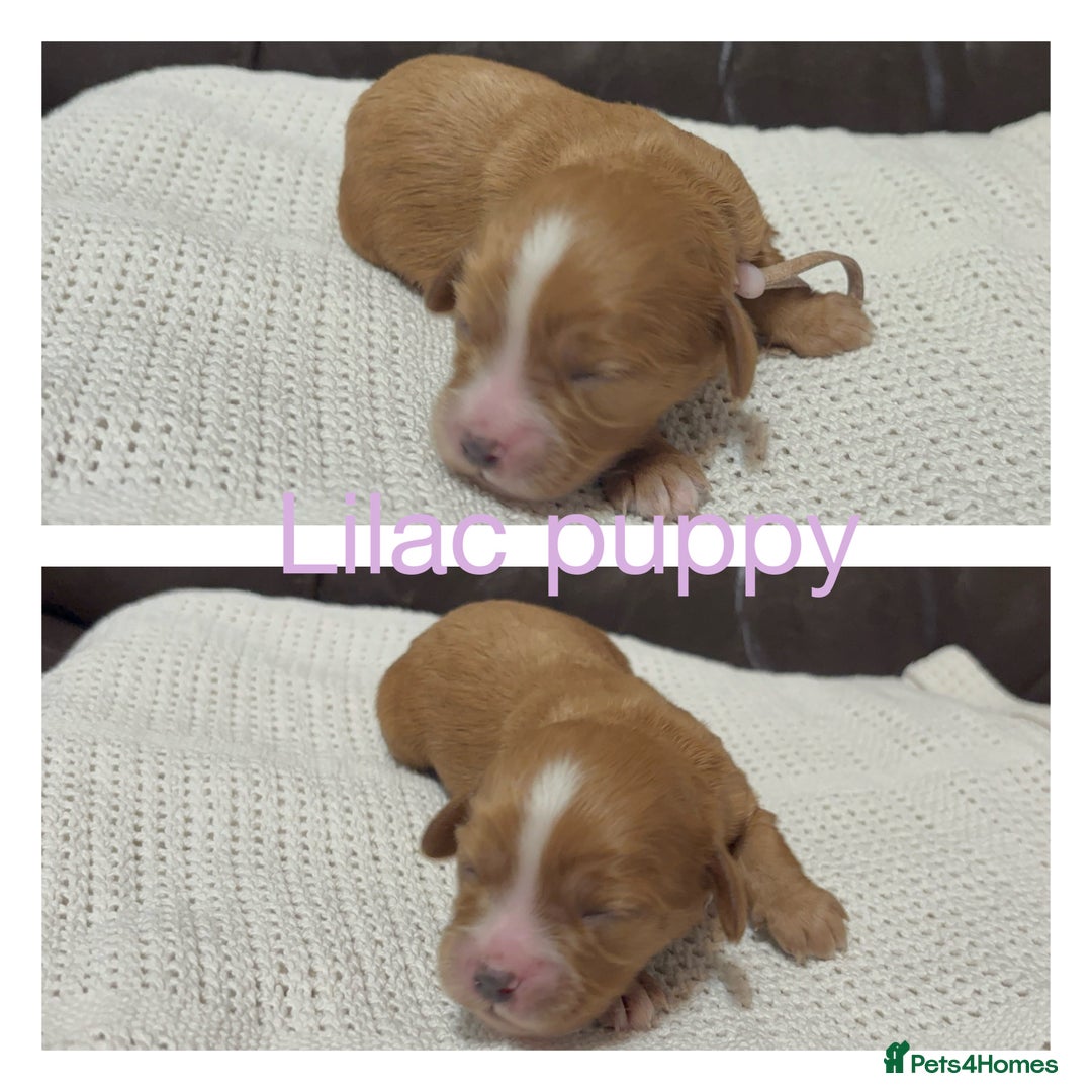 Cavapoo dogs for sale: Gorgeous F1 Cavapoo puppies. Health tested parents - Advert 30