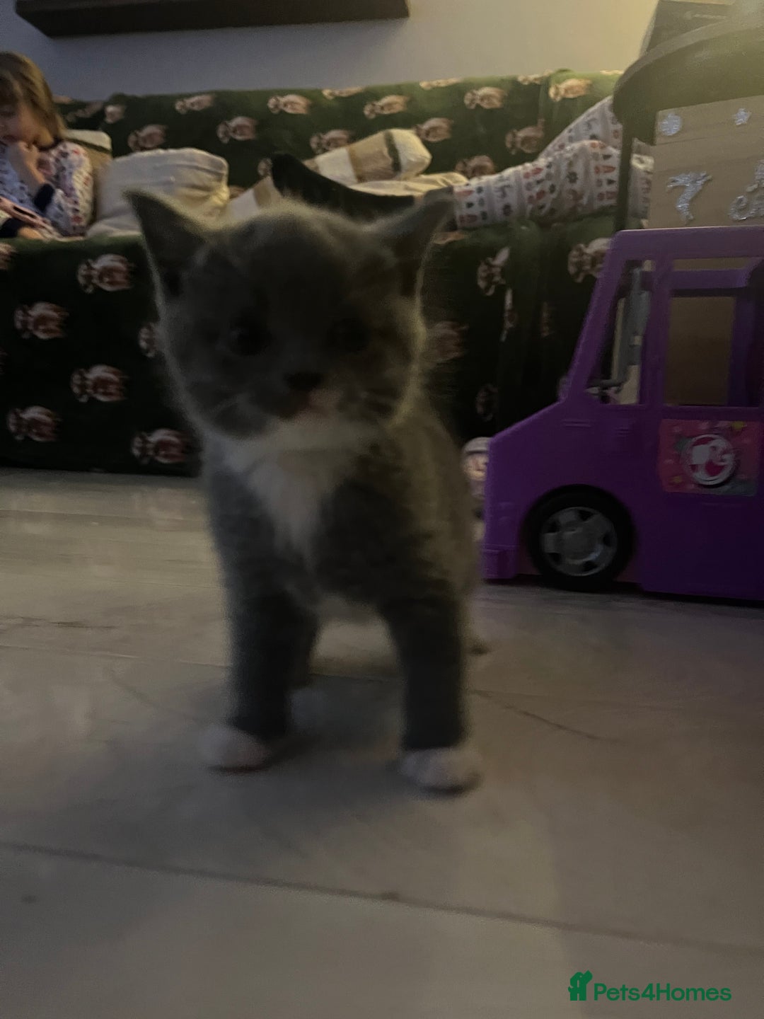 Mixed Breed cats for sale: 6 kittens - Advert 6