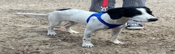 Mixed Breed dogs for adoption: Puppy Tyler wants a new loving forever home - Advert 2