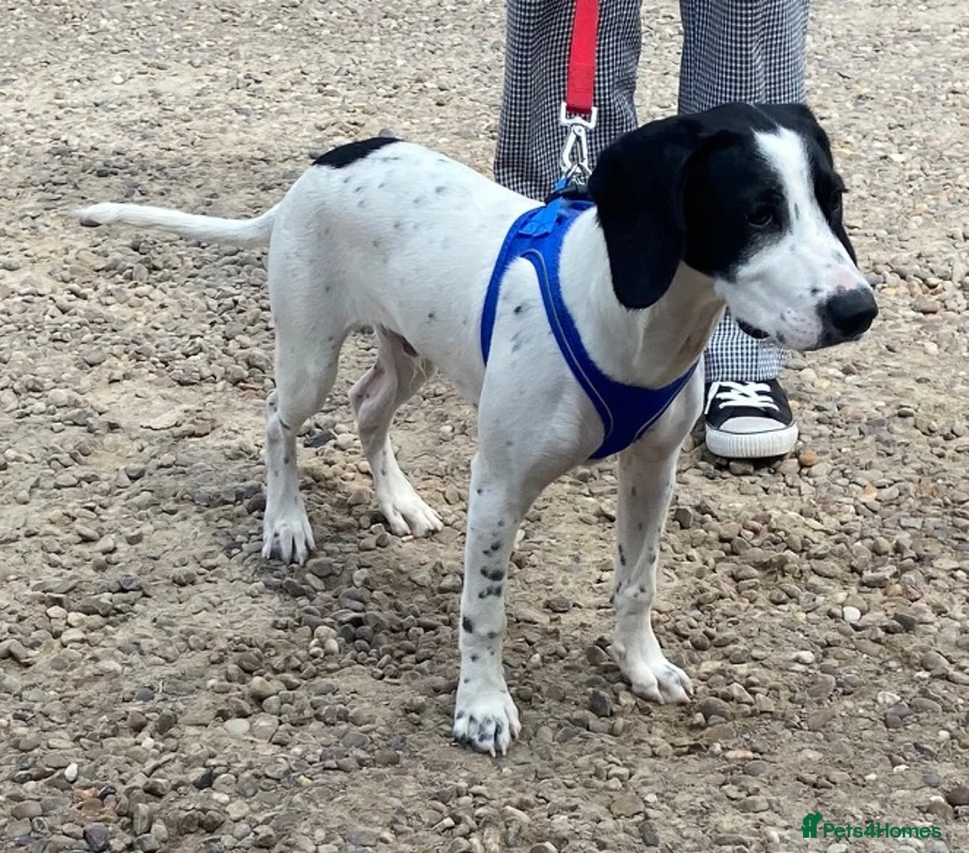 Mixed Breed dogs for adoption: Puppy Tyler wants a new loving forever home - Advert 2
