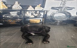 Staffordshire Bull Terrier dogs for sale: Staff puppies  - Image 3