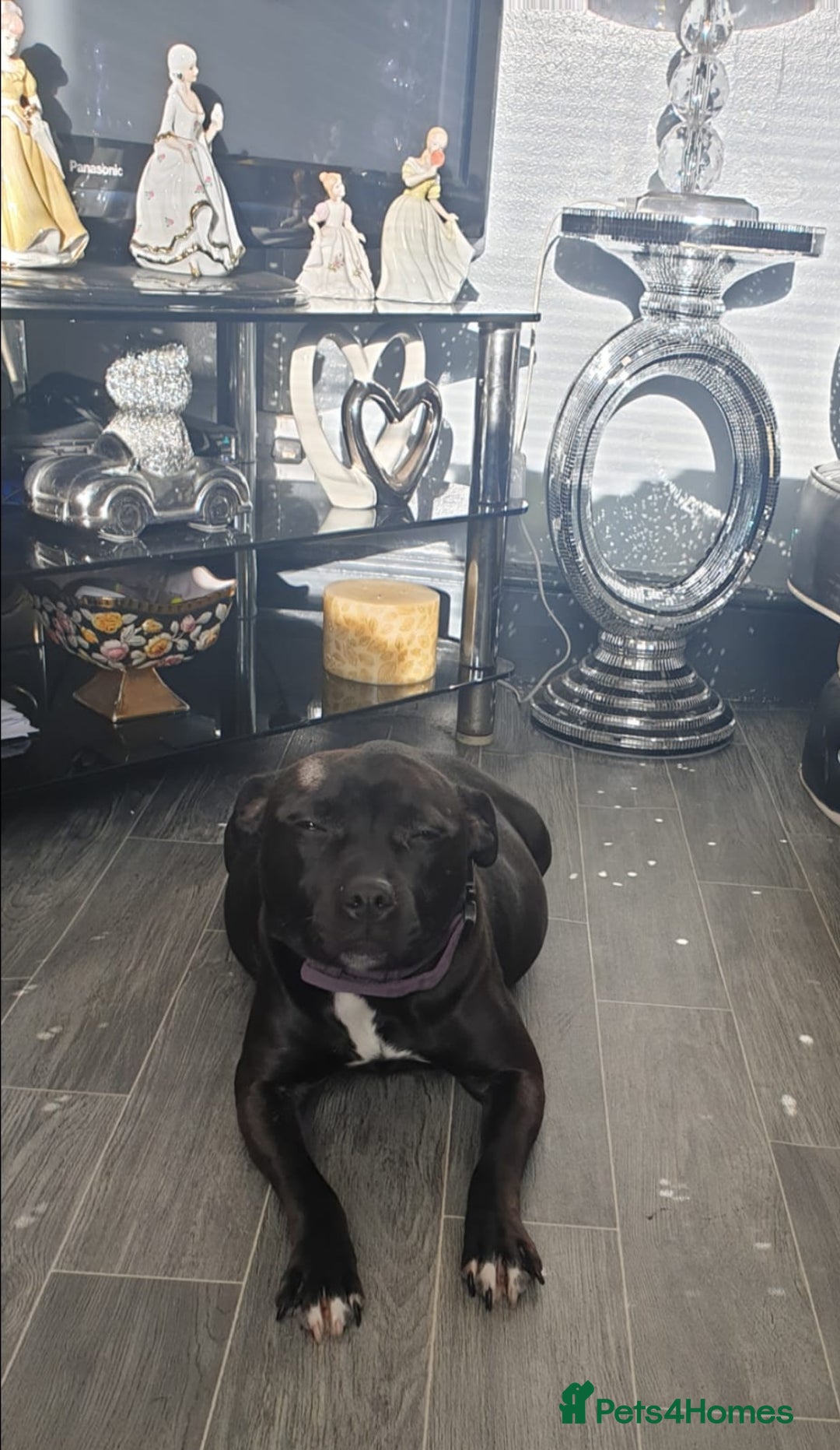Staffordshire Bull Terrier dogs for sale: Staff puppies  - Image 3