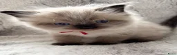 Ragdoll cats for sale: ❤️ Exceptional Lilac & Seal Point Ragdoll Kittens - Advert 31