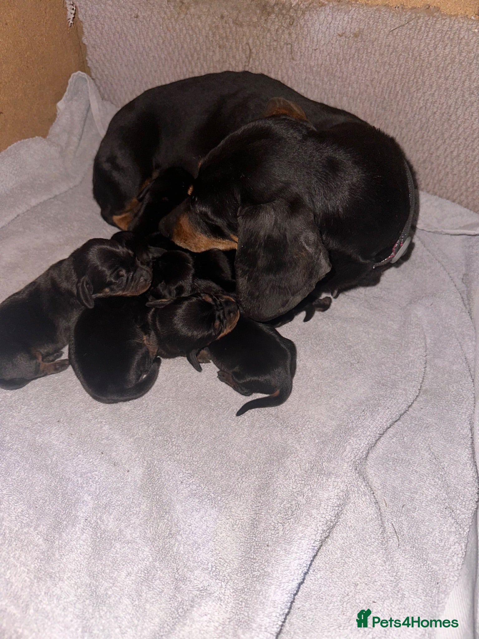 Dachshund dogs Dachshund  - Advert 9