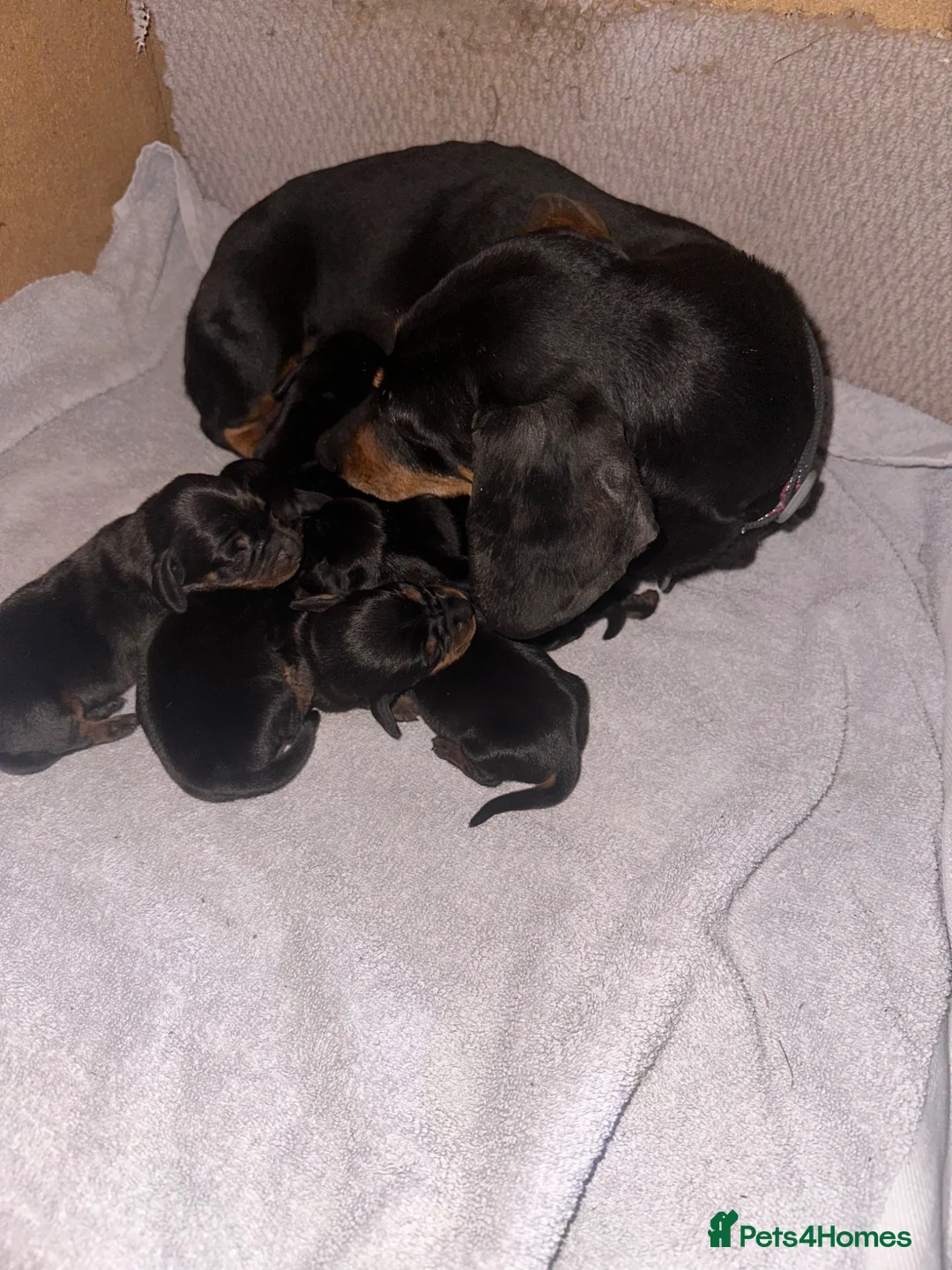 Dachshund dogs for sale: Dachshund  in Swadlincote - Advert 1
