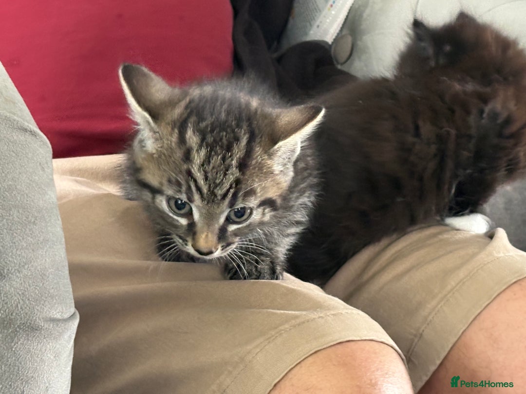 Domestic Shorthair cats for sale: Exquisite part bengal kittens  - Image 3