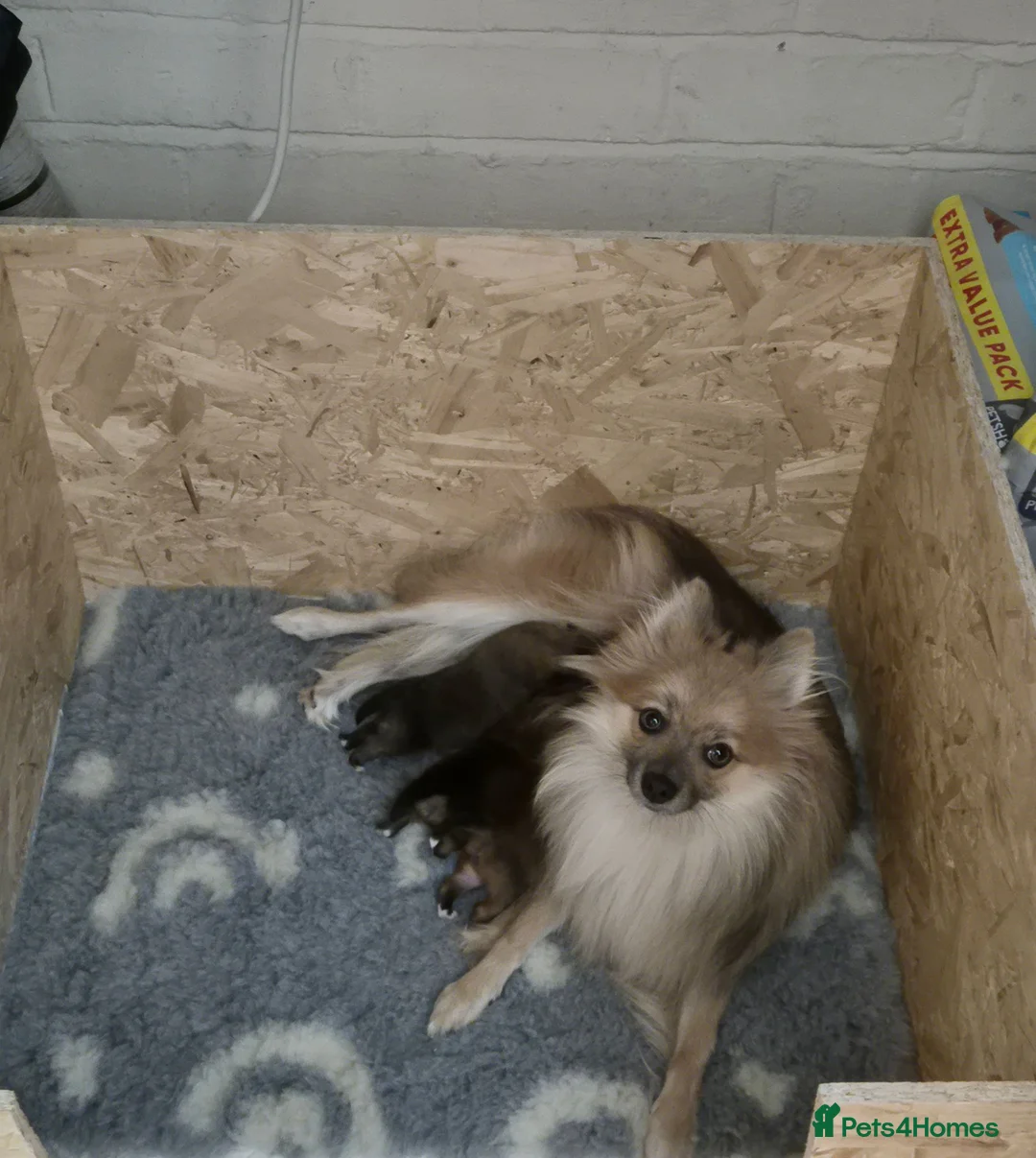 Pomeranian dogs for sale: 3 beautiful pomeranian boys  - Advert 1
