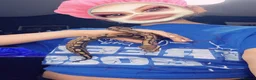 Python Snake reptiles for sale: Ball pythan and set up £150 - Advert 8