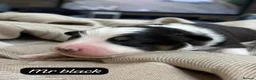 Australian Shepherd dogs for sale: Outstanding Merle/Black and Tan KC Reg Puppies  - Advert 27