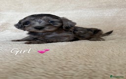 Cockapoo dogs for sale: Cockapoo puppies  - Image 3