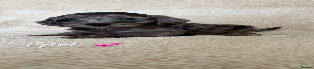 Cockapoo Puppy 4