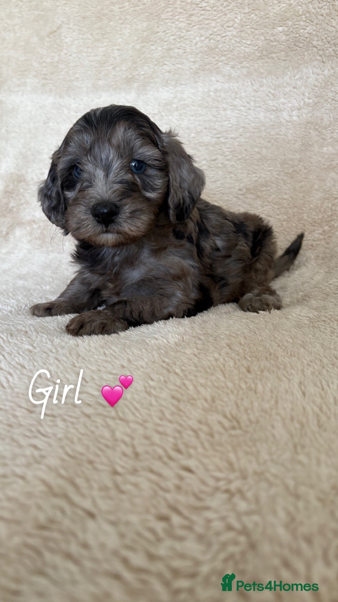 Cockapoo dogs for sale: Cockapoo puppies  - Image 3