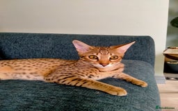 Savannah cats for sale: F3 savannah girls Tica reg + silver boy - Image 31