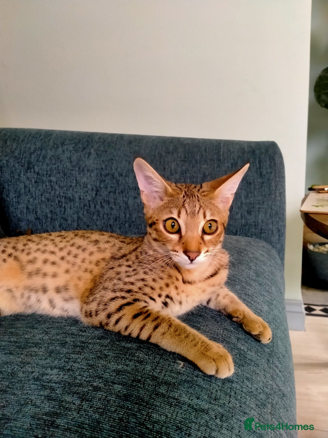 Savannah cats for sale: F3 savannah girls Tica reg + silver boy - Image 31