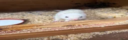 Ferret rodents for sale: Black eyed white Jill  - Advert 1