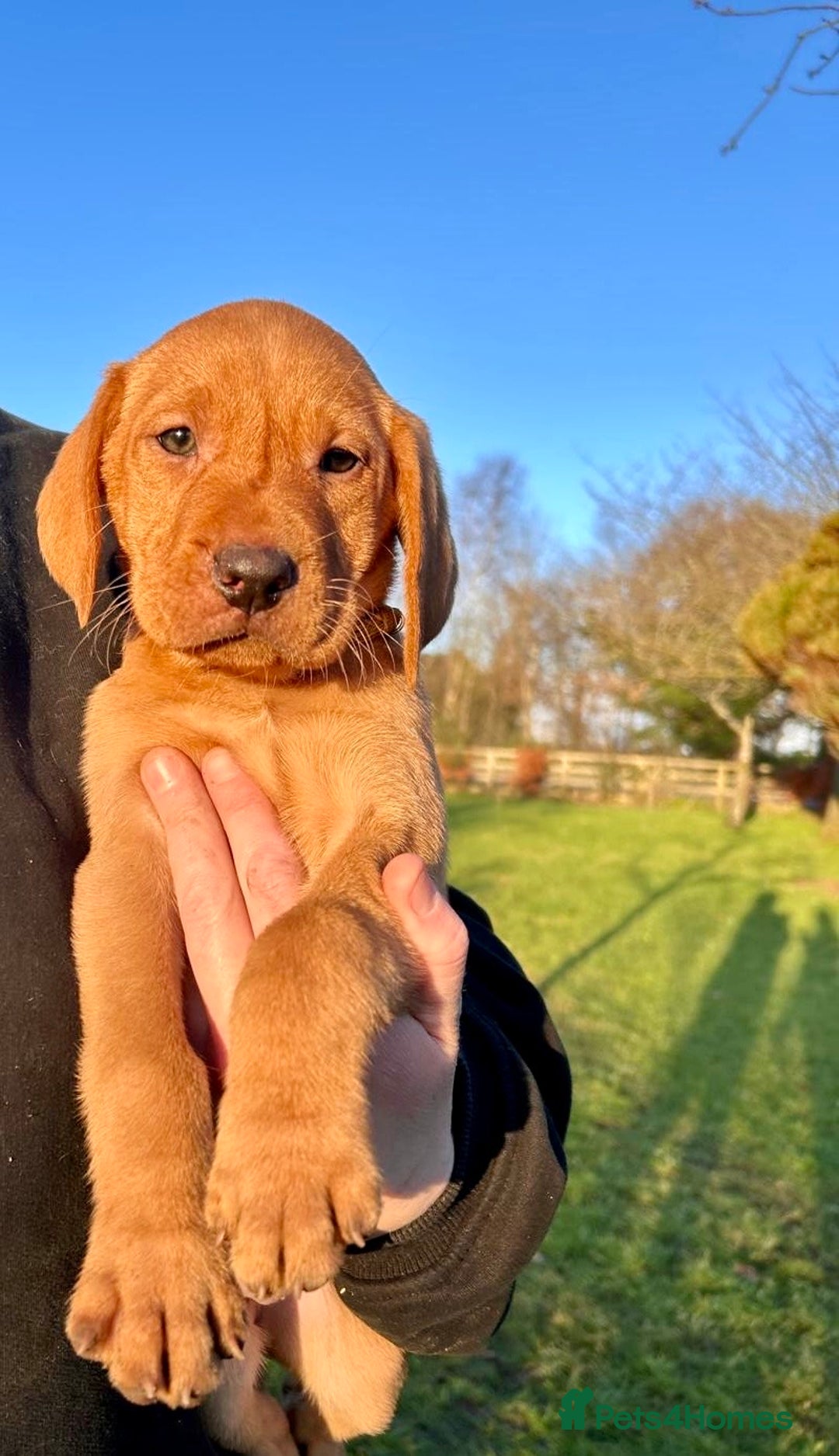 Mixed Breed dogs for sale: Stunning quality Vizslador puppies  - Advert 15