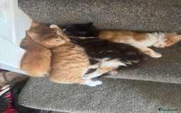 Mixed Breed cats for sale: Ready for new home - Image 1