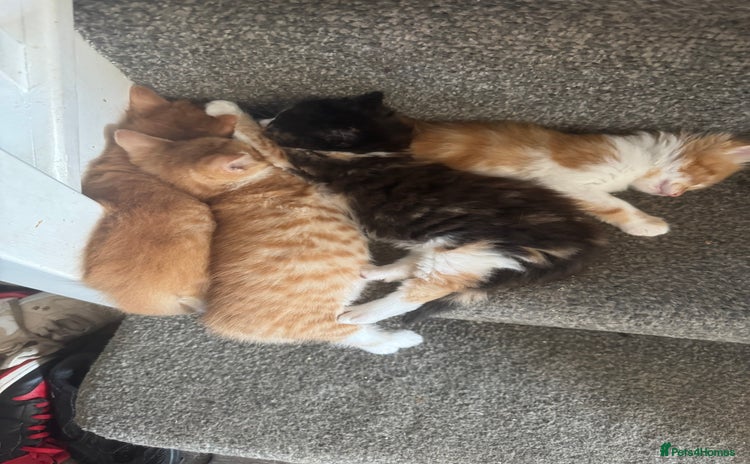 Mixed Breed cats - Advert 3