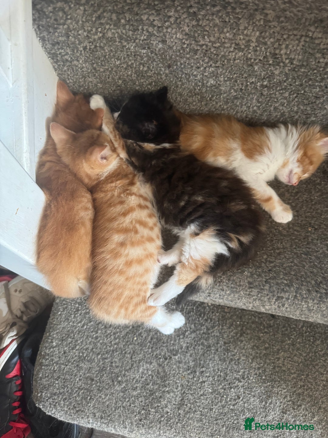 Mixed Breed cats for sale: Ready for new home - Image 1