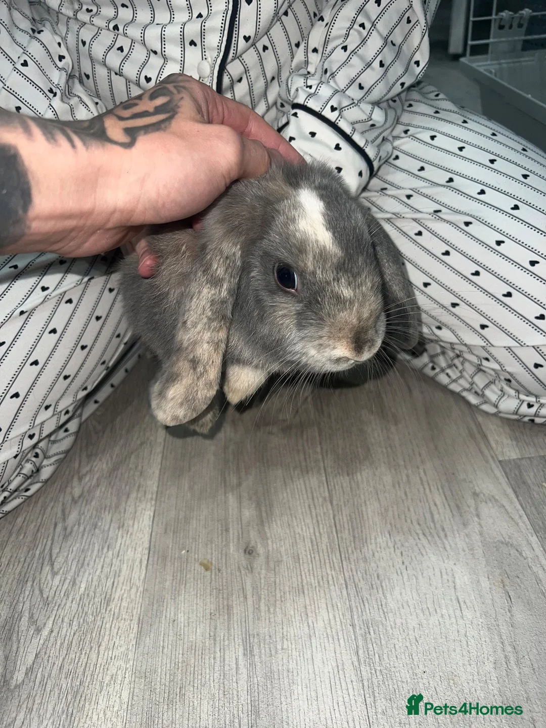 Mini Lop rabbits for sale: Mini lop rabbit - Advert 4