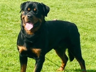 Rottweiler dogs in Doncaster - Advert 10