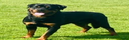Rottweiler dogs for stud: •PROVEN •Very experienced stunning Rottweiler Stud in Doncaster - Advert 1