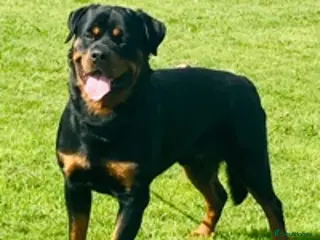Rottweiler dogs •PROVEN •Very experienced stunning Rottweiler Stud in Doncaster - Advert 6
