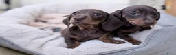 Miniature Dachshund dogs for sale: Quality KC Registered Miniature Dachshund Litter - Advert 9