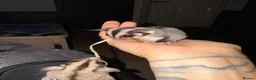 Sugar Glider rodents for sale: 2 Sugar glider girls available  in London - Advert 14