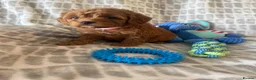 Cockapoo dogs for sale: Working cocker spaniel  - Advert 6