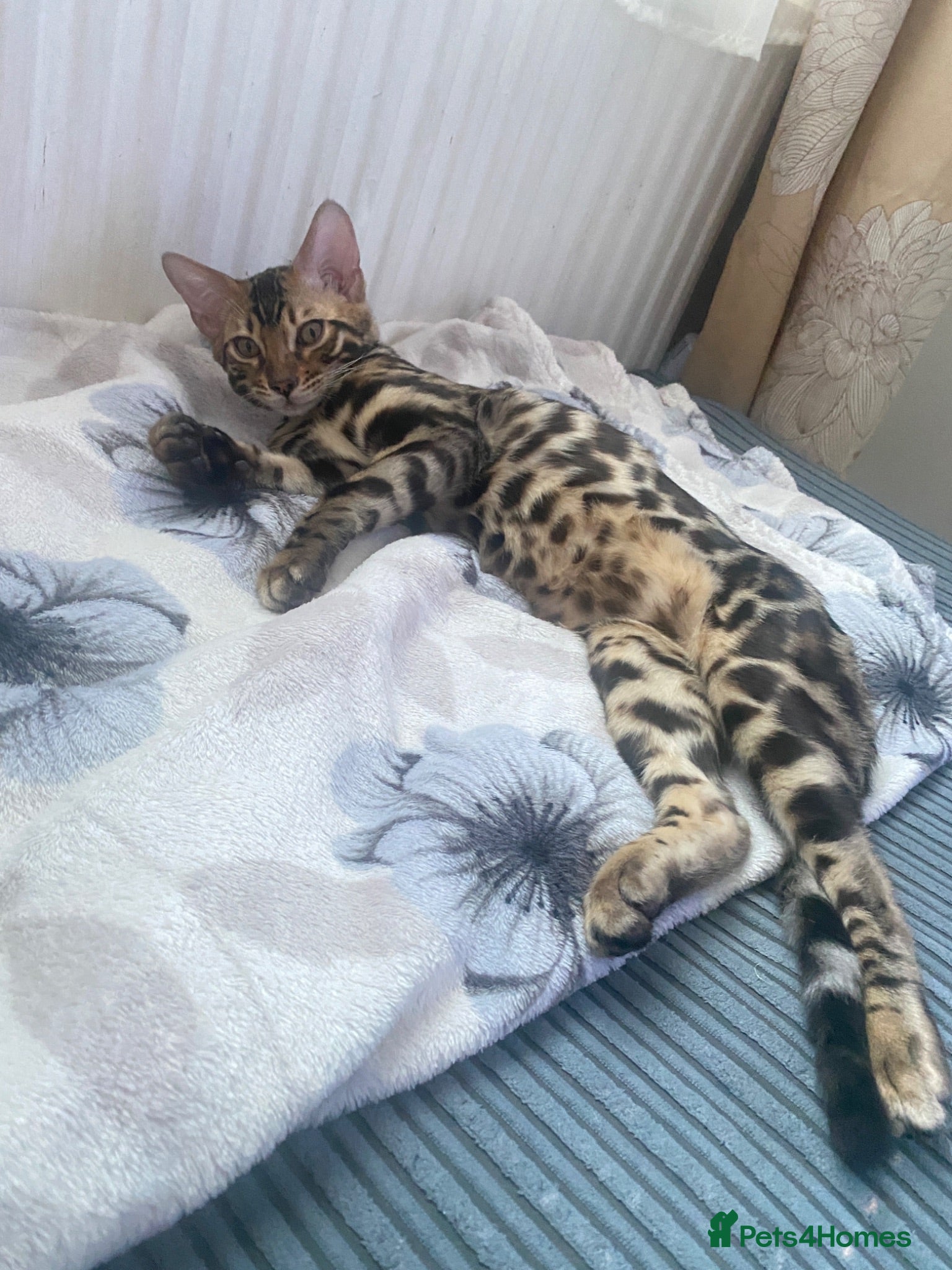 Bengal cats ✨TICA REGISTERED BENGAL BOYS-£650-READY NOW😻 - Advert 2