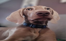 Weimaraner dogs for sale: Weimaraner boy hand picked and trained  - Advert 1