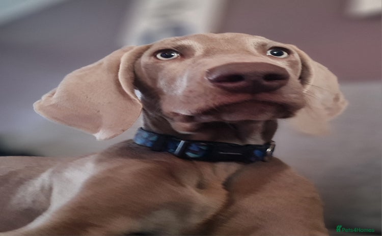 Weimaraner dogs Weimaraner boy hand picked and trained  - Advert 8