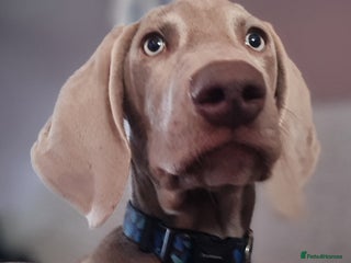 Weimaraner dogs Weimaraner boy hand picked and trained - Advert 1
