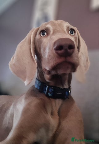 Weimaraner dogs Weimaraner boy hand picked and trained - Advert 1