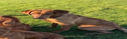 Labrador Retriever dogs for sale: Gorgeous Fox Red Labrador Puppies - KC Reg. - Advert 13