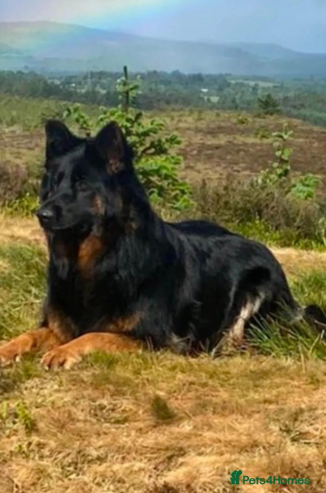 German Shepherd dogs for sale: Stunning Pedigree Female German Shepherd Puppy - Advert 14