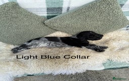 Cocker Spaniel dogs for sale: KC Registered Show Type Cocker Spaniels - Image 6
