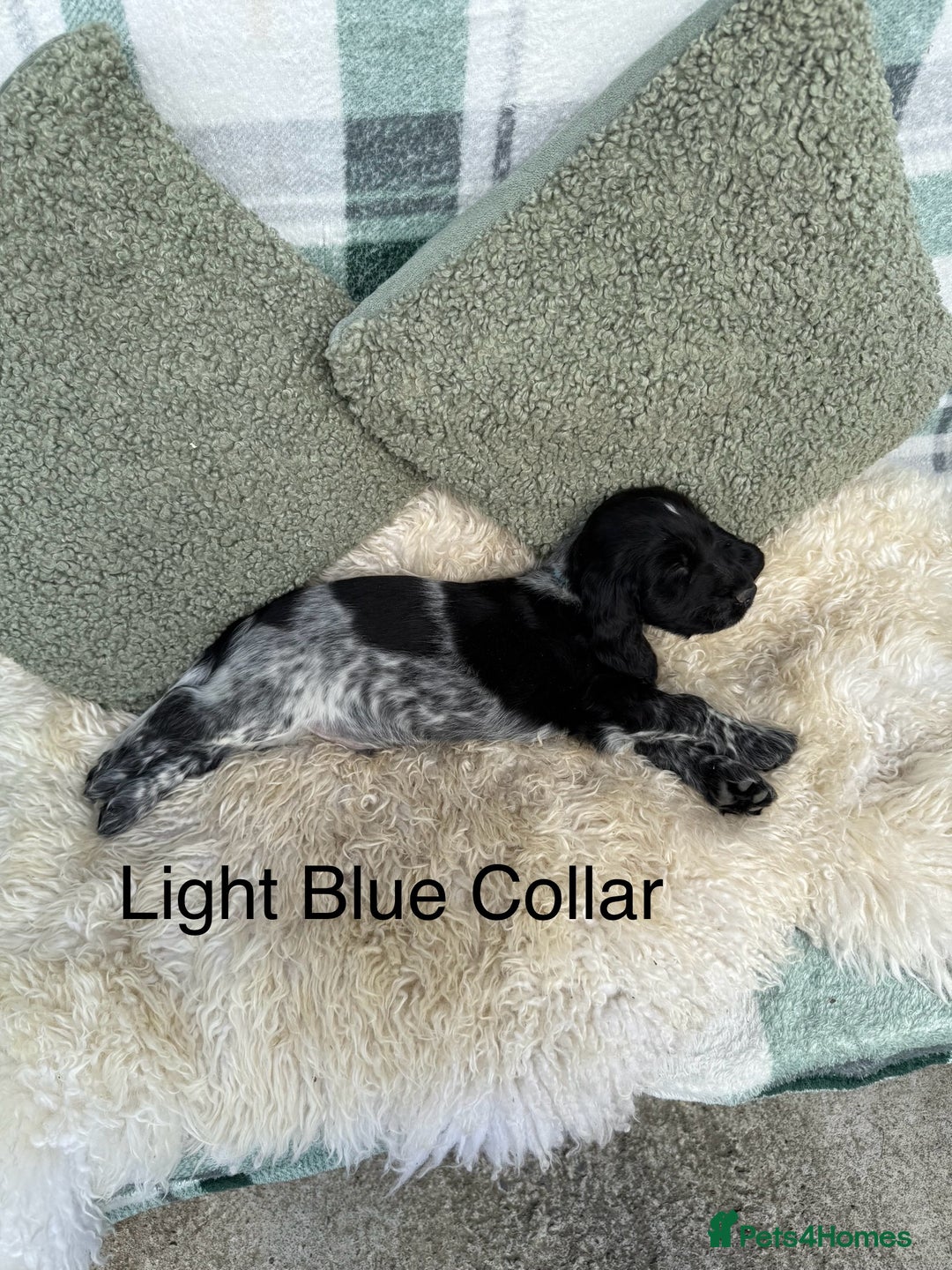Cocker Spaniel dogs for sale: KC Registered Show Type Cocker Spaniels - Image 6