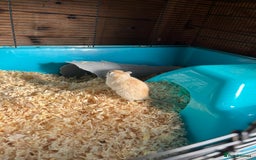 Gerbil rodents for sale: adult & baby gerbils for sale - Image 5