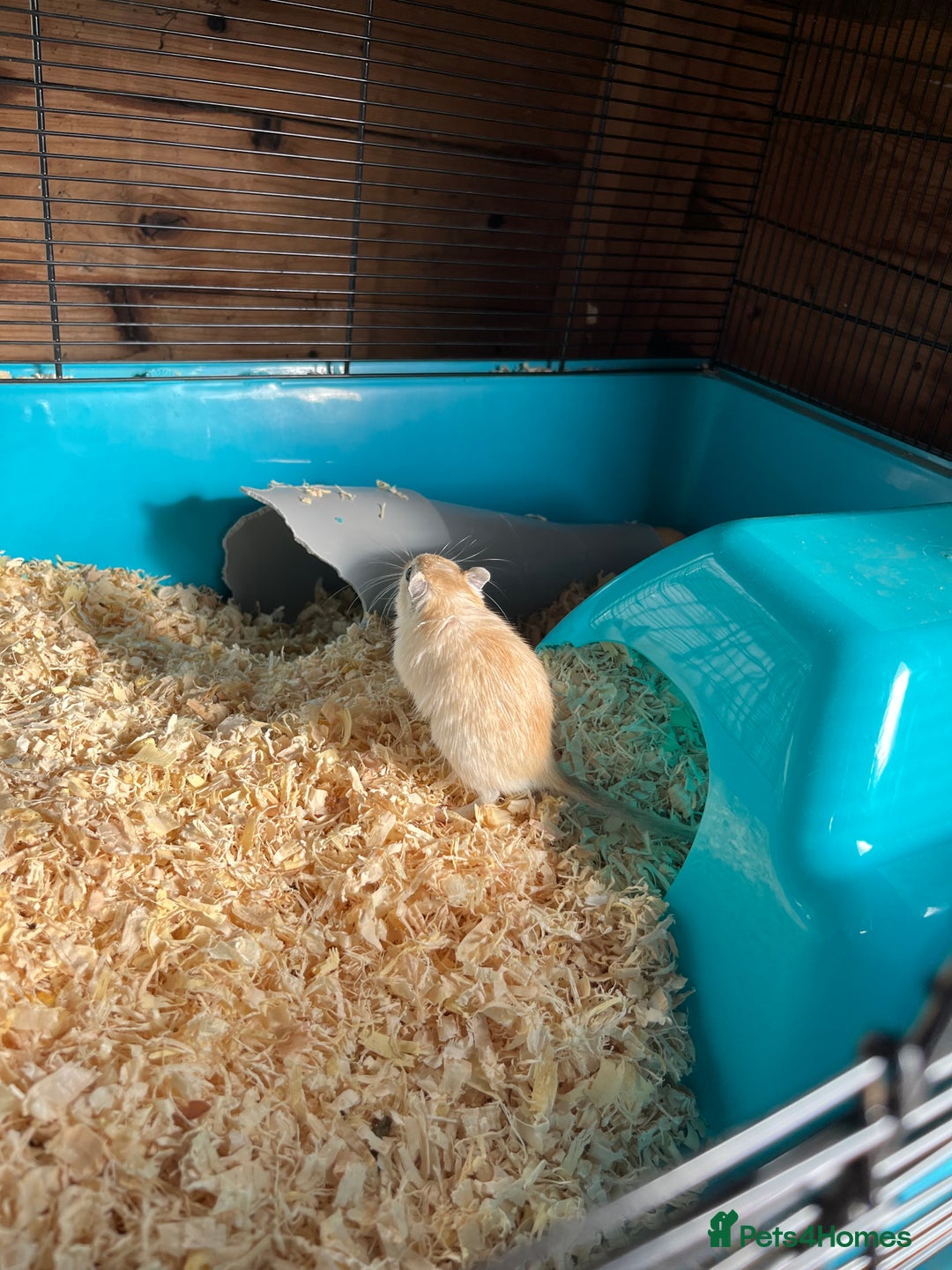 Gerbil rodents for sale: adult & baby gerbils for sale - Image 5