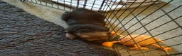 German Shepherd dogs for sale: Beautiful GSD puppies - Advert 4
