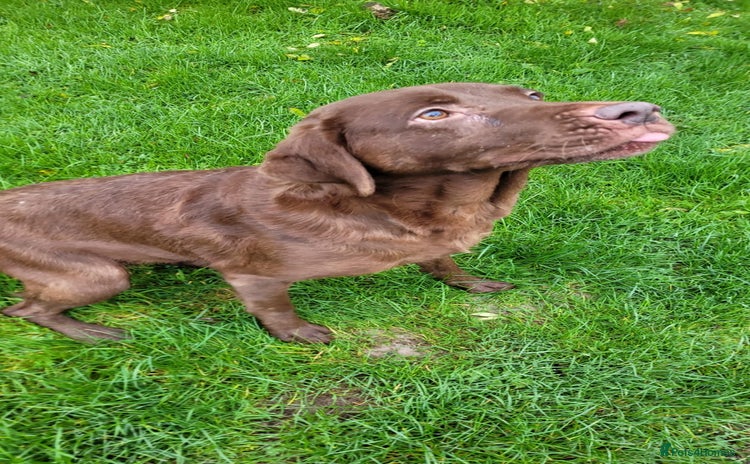 Labrador Retriever dogs Gorgeous KC Registered Chocolate Labrador Bitch - Advert 1