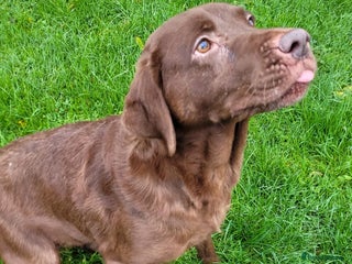 Labrador Retriever dogs Gorgeous KC Registered Chocolate Labrador Bitch - Advert 14